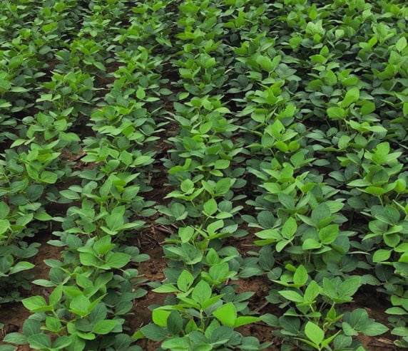 Soybeans on Ethan's Fields Soybeans on Ethan's Fields